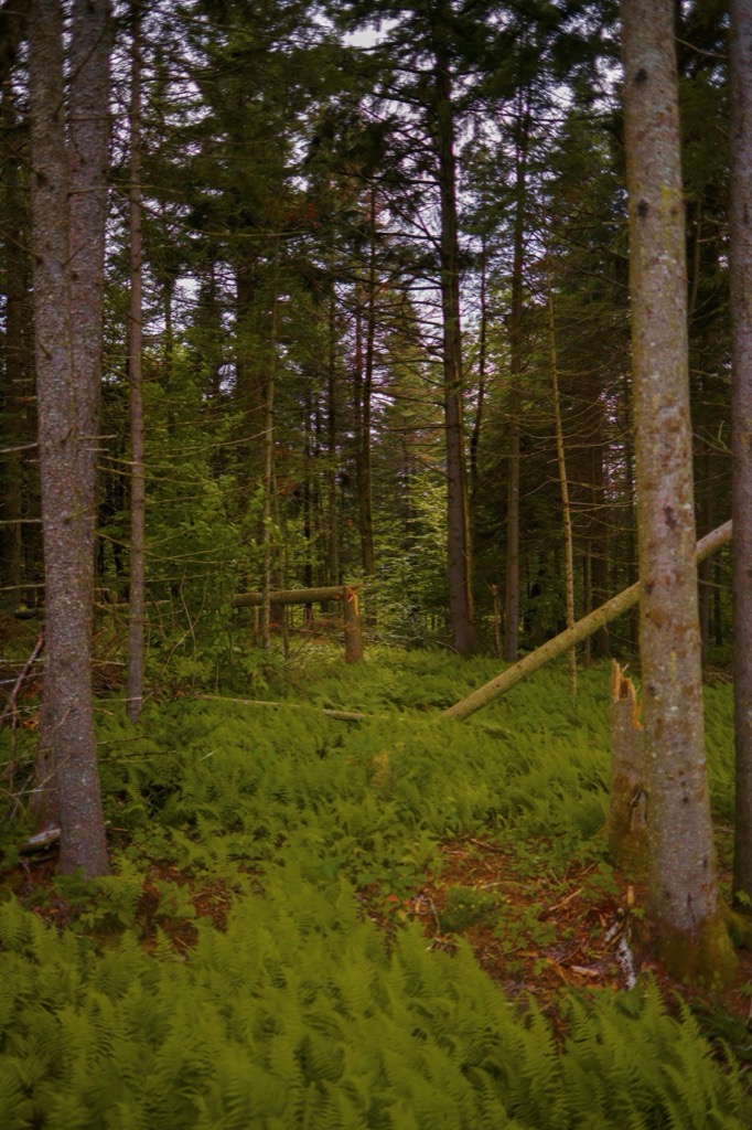 Ferns and spruce in the surrounding forest