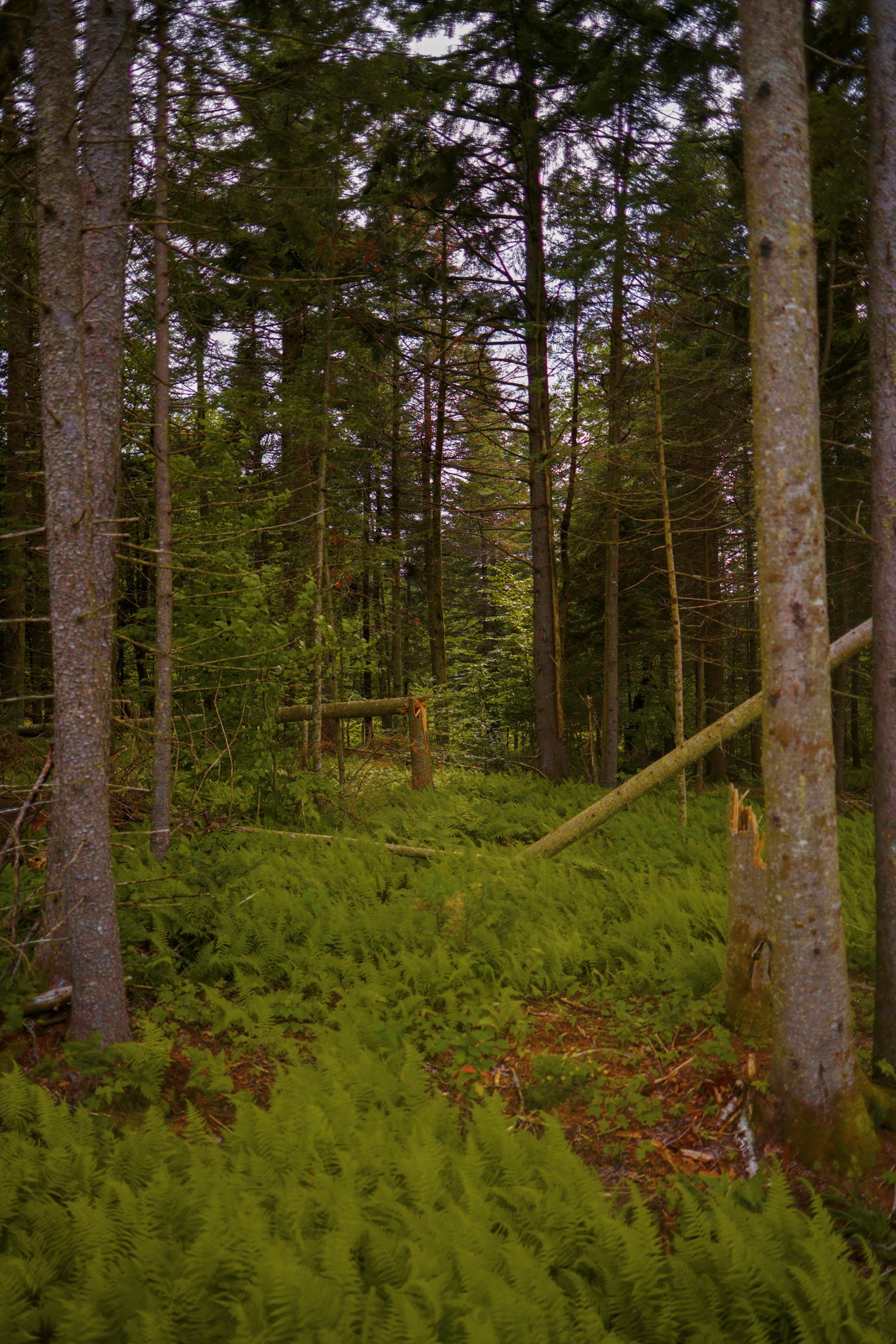 Ferns and spruce in the surrounding forest
